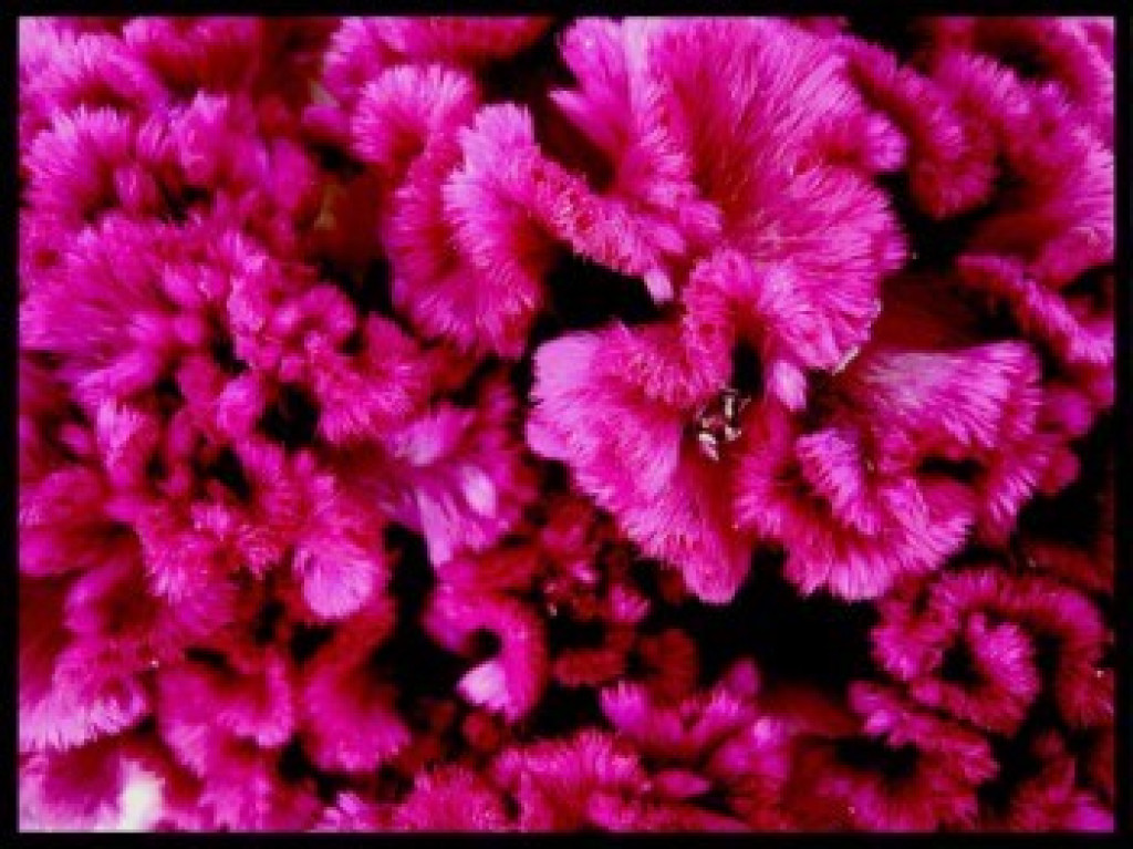 1515091238-horoz ibiği.jpg